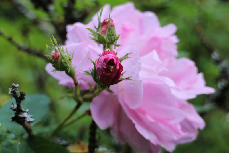 rosensdag 2014 # stensjöäng #tusenträdgårdar