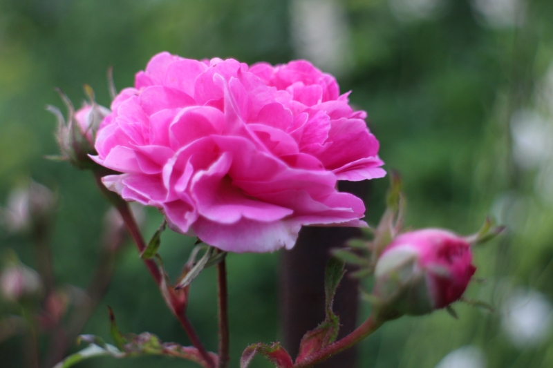 rosensdag 2014 #tusenträdgårdar